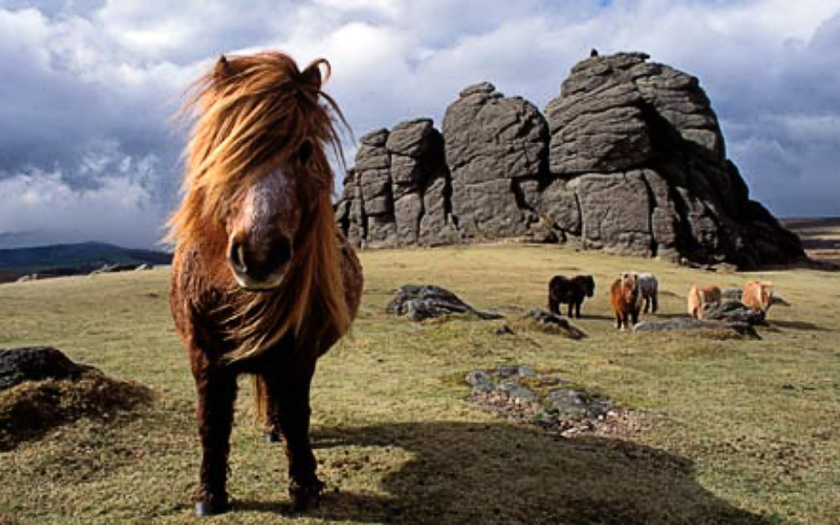 Dartmoor ponies are part of the dramatic landscape of the Moor
